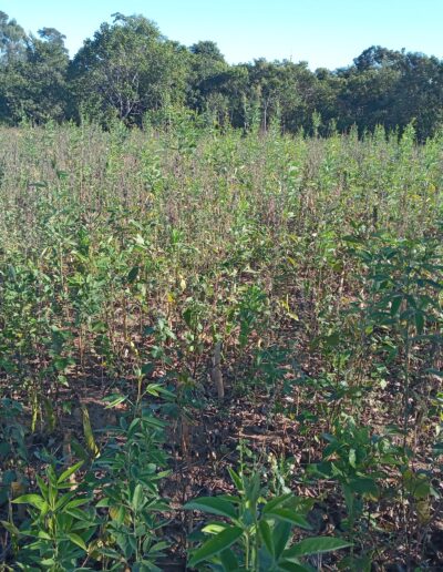 A field full of small plants