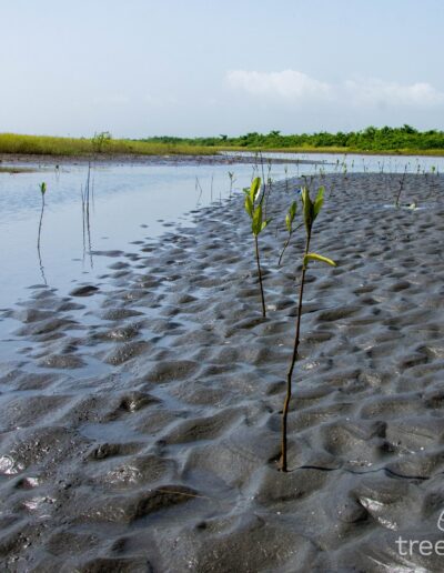 Tiny plants in the middle of the wet sand