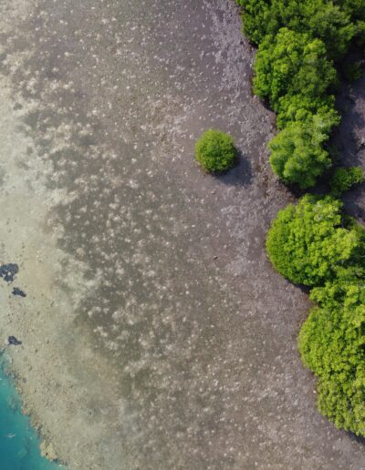 a lush forest environment