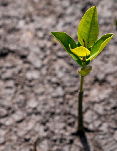 A close captured photo of a small plant