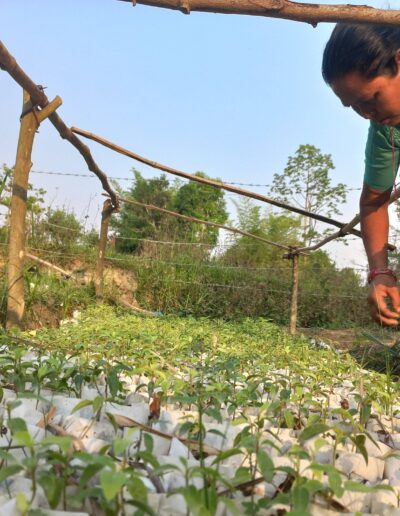 A woman bending down to sort out plants