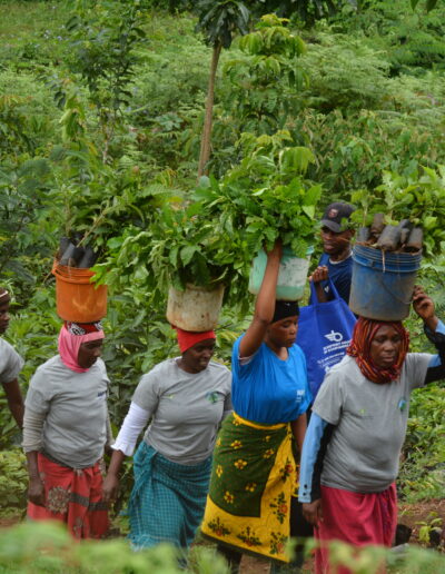 Row of women going up the hill and carrying plants on top of their head