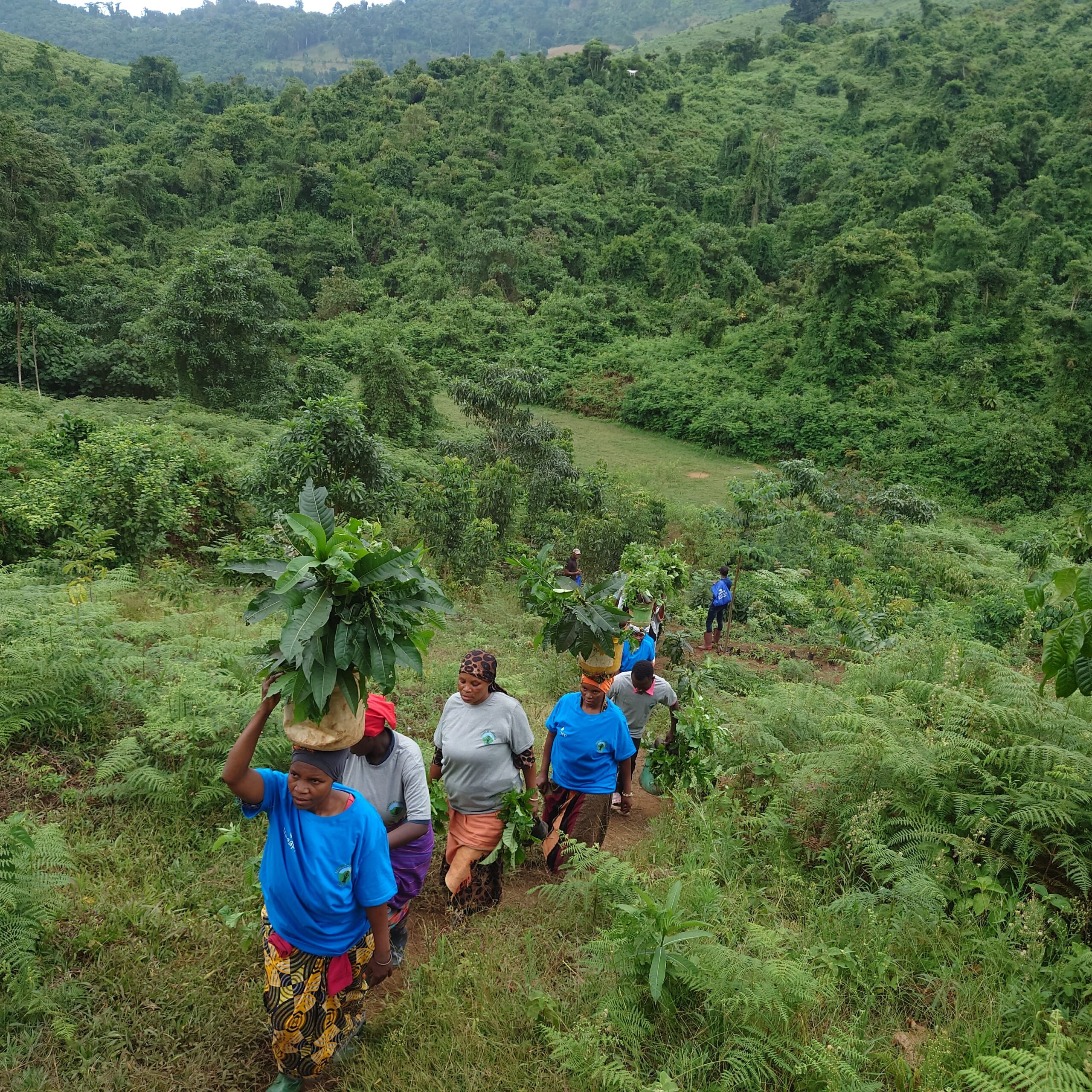 Our-Impact-So-Far-Section/Eco-Chauffeuring-Page Community of workers in the middle of a forest