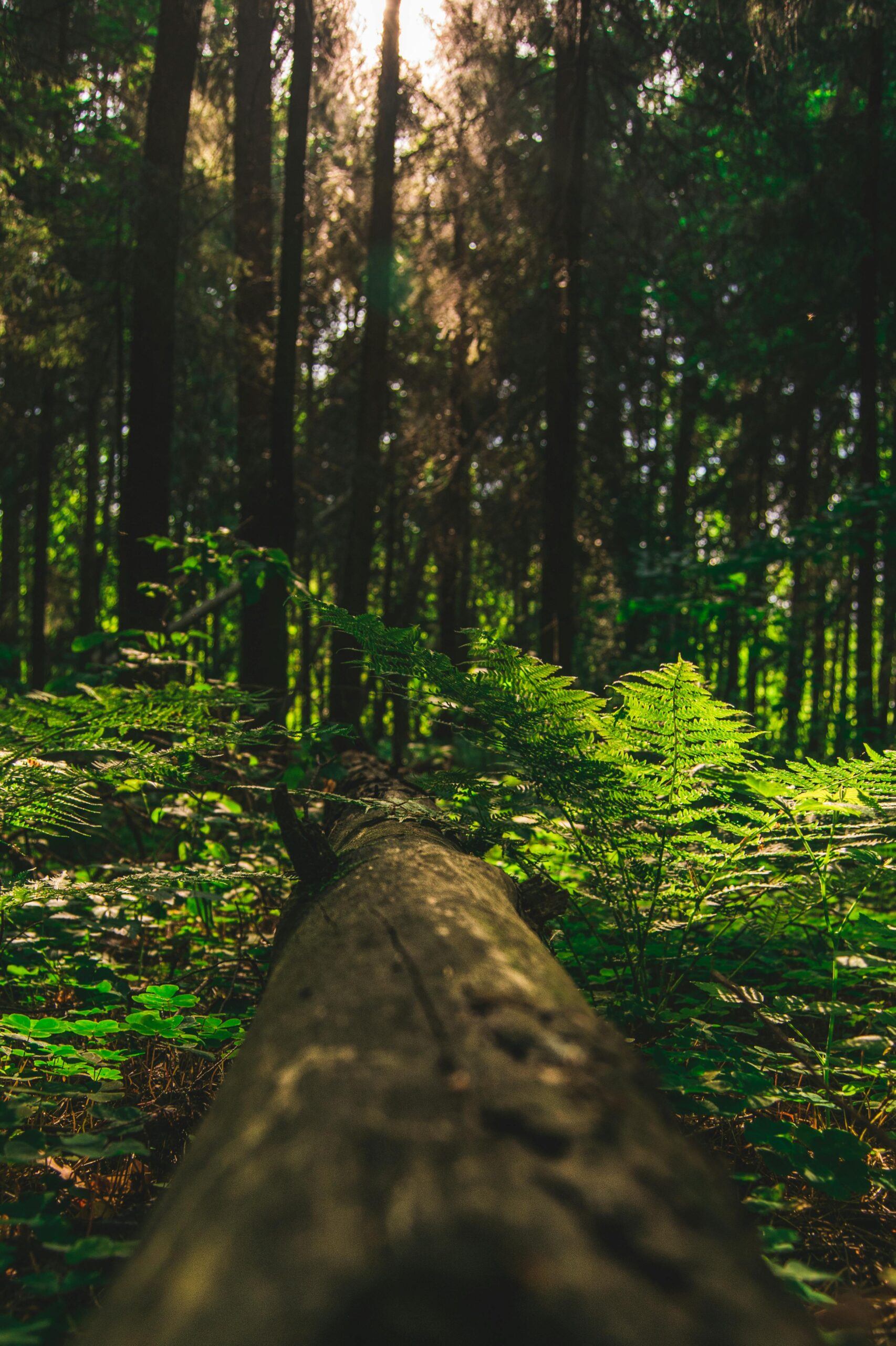 A sunlit forest scene featuring tall trees and dappled sunlight filtering through the leaves