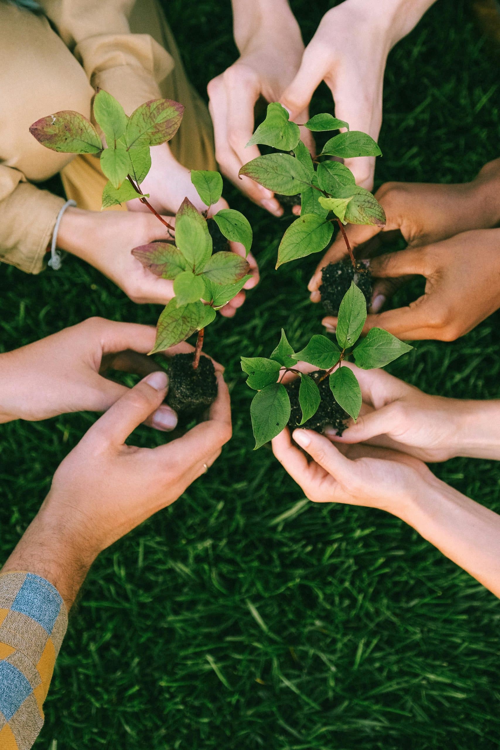 Our-Sustainability-Promise-Section/Eco-Chauffeuring-Page A diverse group of people holding hands, surrounded by various plants, symbolizing unity and nature