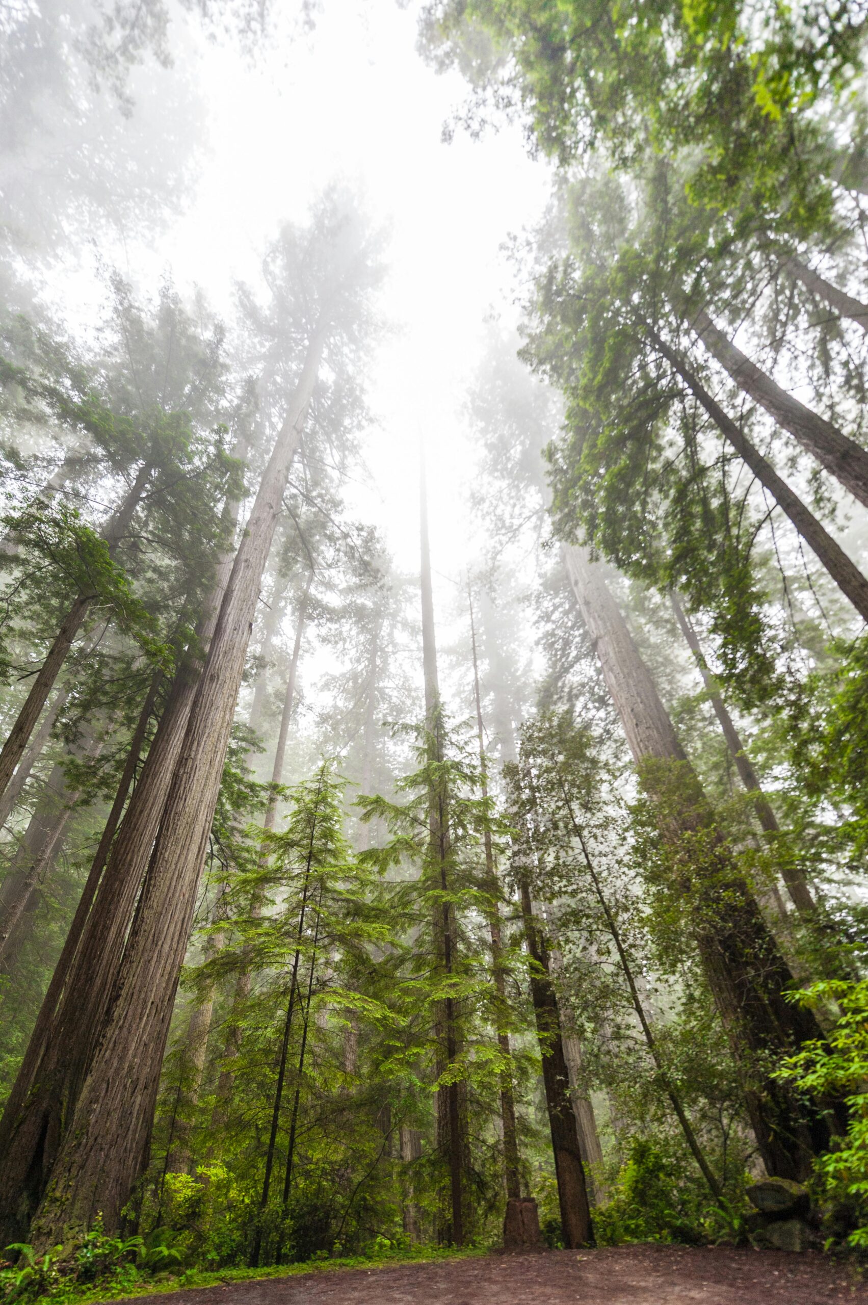 Our-Impact-So-Far-Section/Eco-Chauffeuring-Page Tall trees where sunlight pierce through them